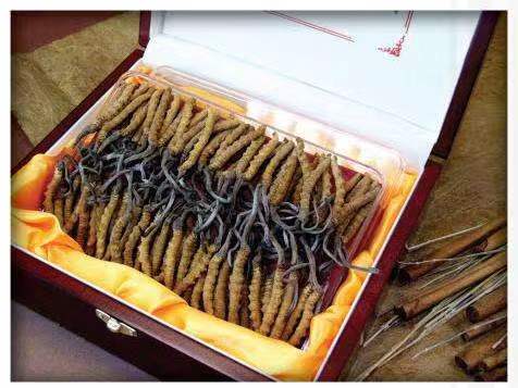 李沧冬虫夏草回收